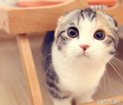 冰牧